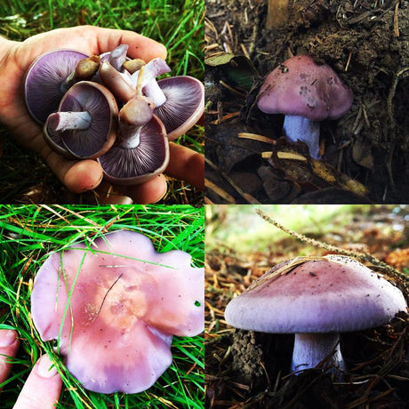 wood blewit mushroom