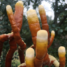 Load image into Gallery viewer, Antler Reishi Mushroom Liquid Culture Syringe