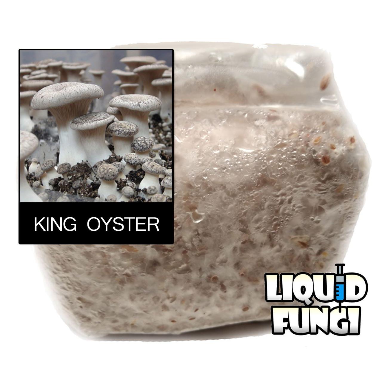 King Oyster Grain Spawn