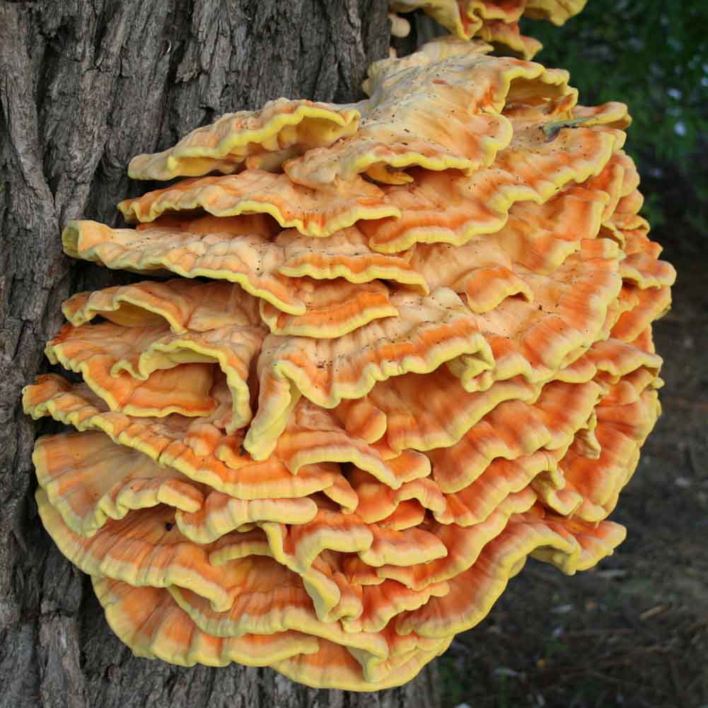 Laetiporus sulphureus chicken of the woods liquid culture