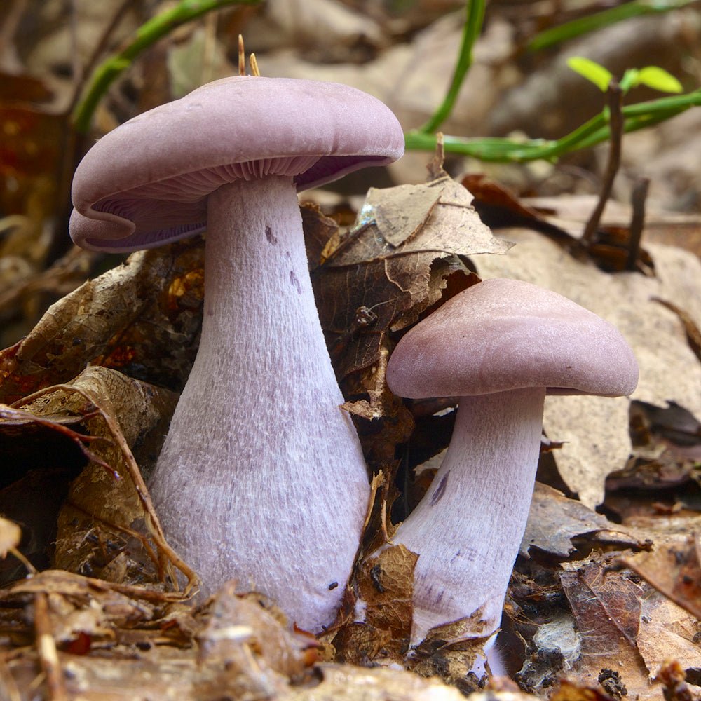 Lepista nuda wood blewit mushroom culture 