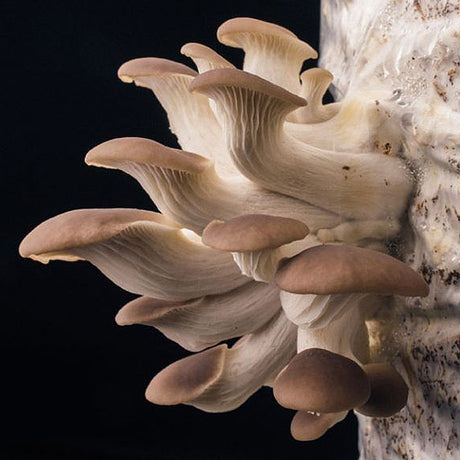 phoenix oyster mushroom