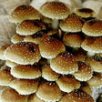 Pholiota adiposa chestnut mushroom grain spawn bag