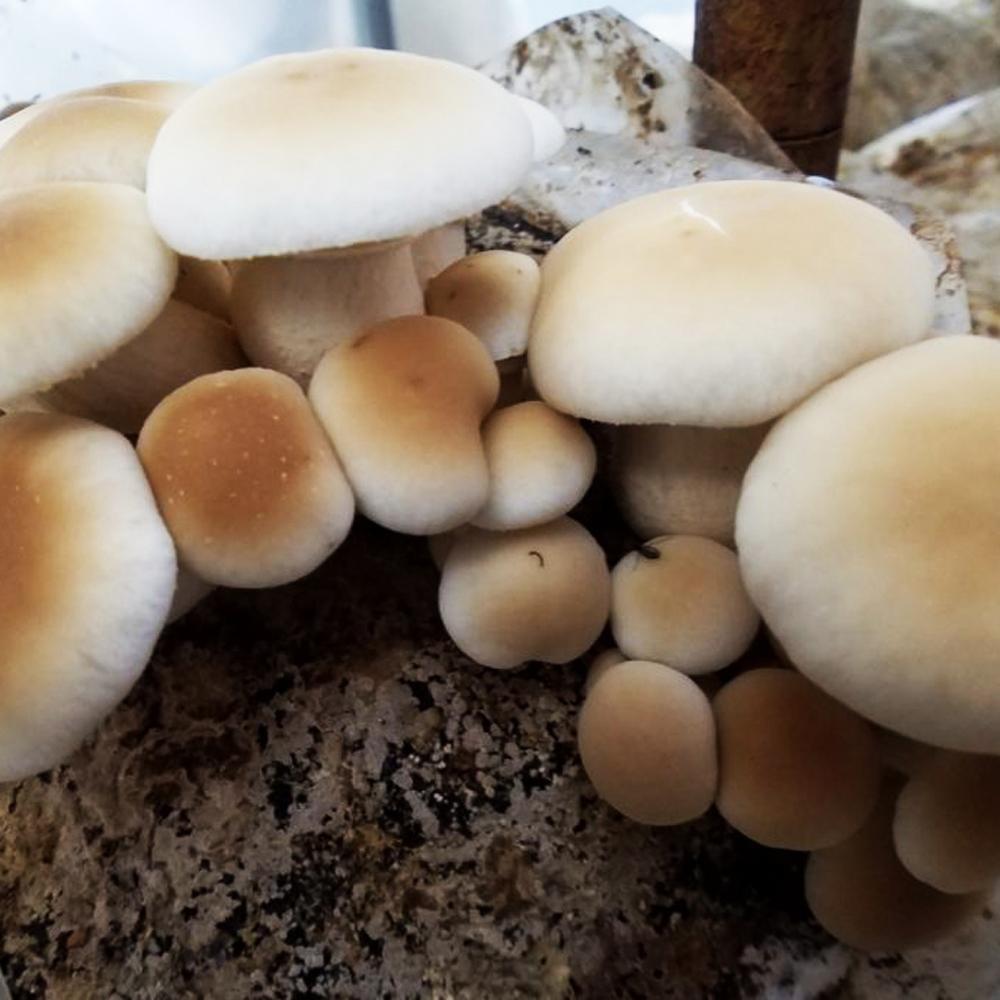 Yanagi-matsutake Pioppini black poplar mushroom liquid culture Mushroom