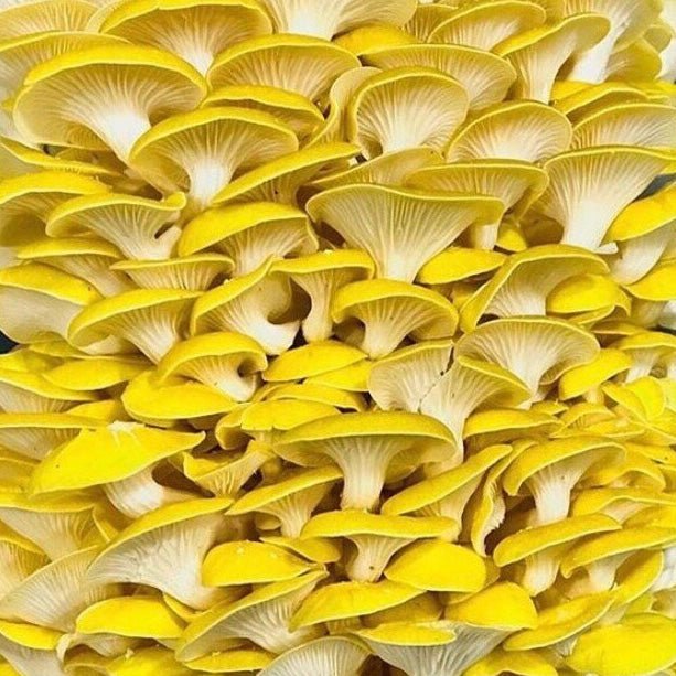 Pleurotus citrinopileatus golden yellow oyster grain spawn