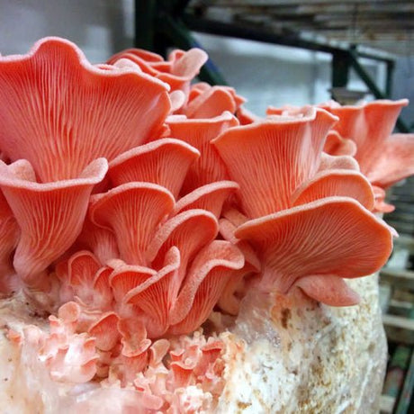 Pink oysters growing on straw bulk substrate
