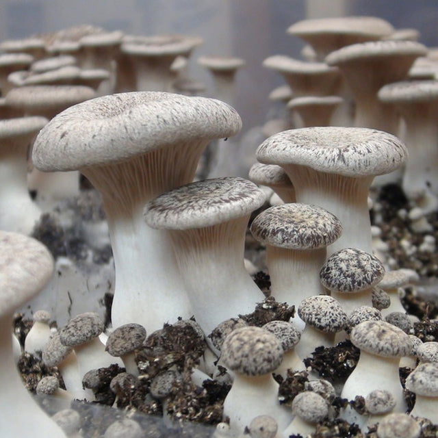 king oyster Pleurotus eryngii trumpet  mushroom culture liquid