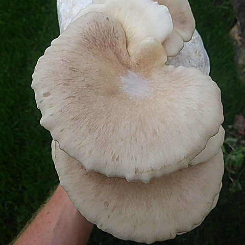 Pleurotus eunosmusliquid culture syringe
