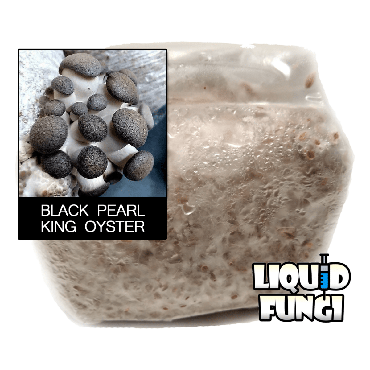 Pleurotus ostreatus black pearl king oyster mushroom grain spawn