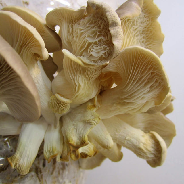 Pleurotus pulmonarius phoenix brown oyster liquid culture