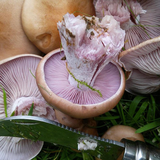 Purple Nudist Mushroom liquid culture syringe