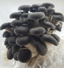 Load image into Gallery viewer, Black Pearl King Oyster Mushroom Grain Spawn (1 pound)