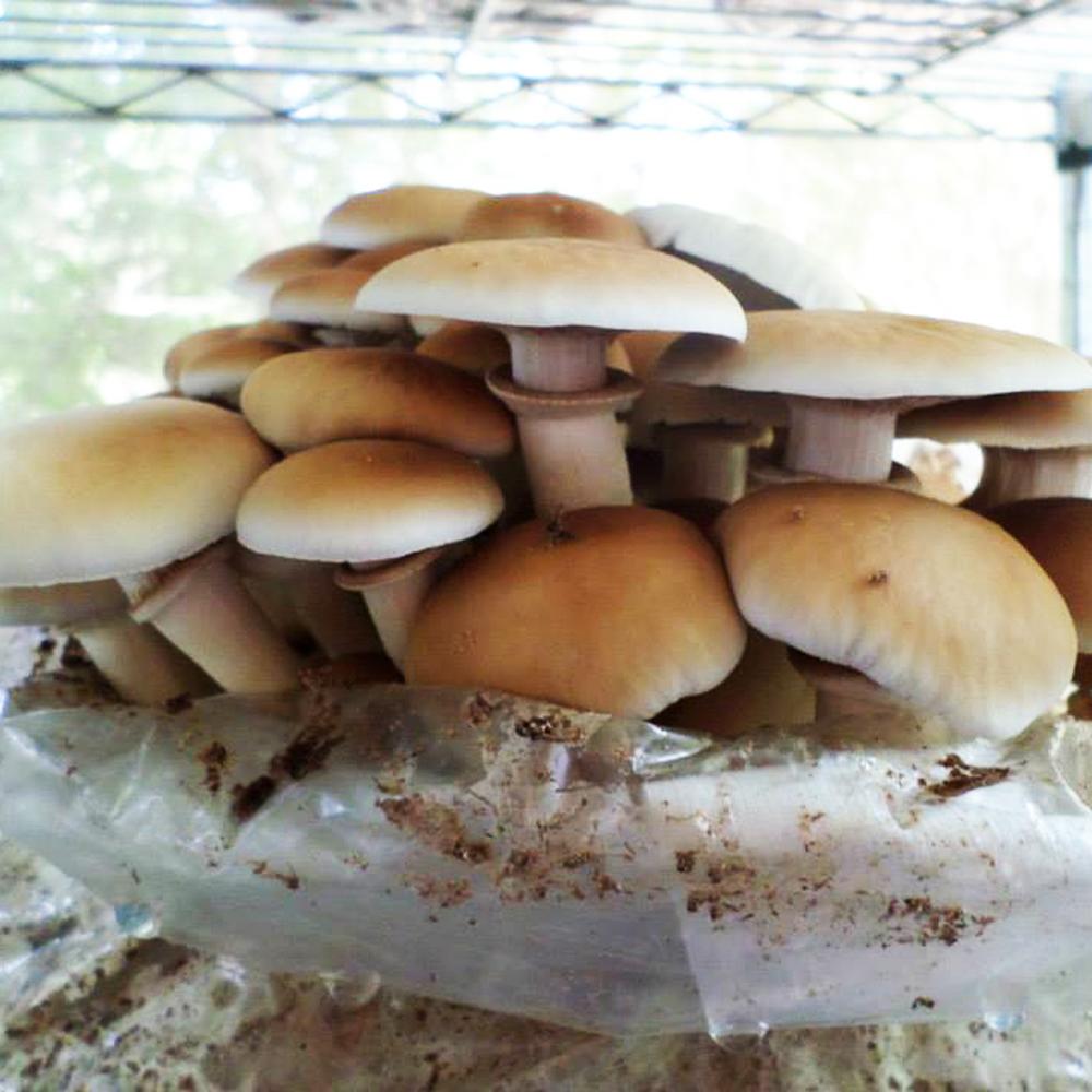 Velvet Pioppini black poplar mushroom liquid culture syringe