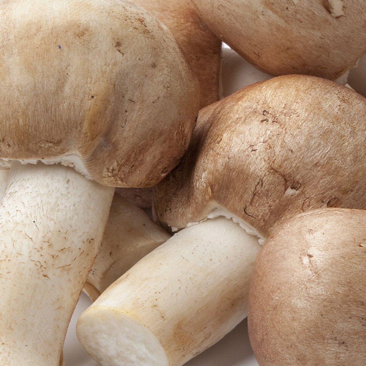 agaricus blazei almond mushroom liquid culture syringe