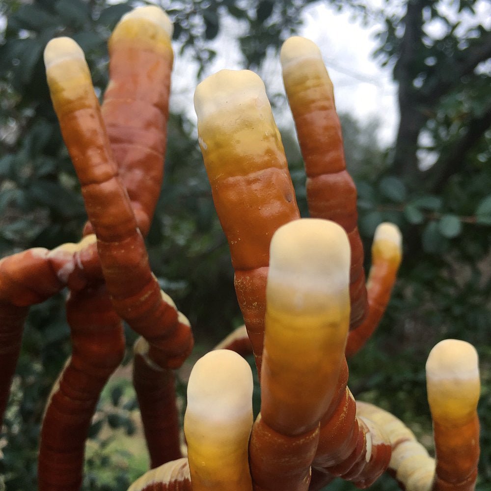 antler rieshi mushroom Ganoderma multipilium