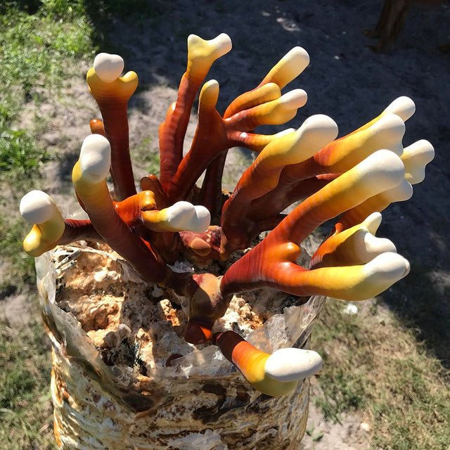 antler rieshi mushroom Ganoderma multipilium culture syringe