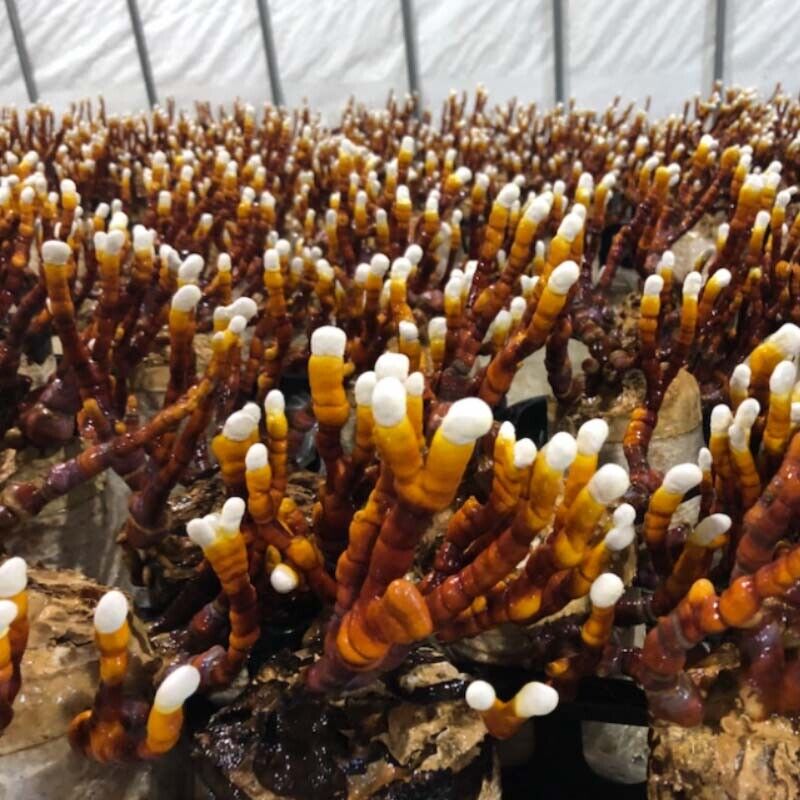 antler rieshi mushroom culture