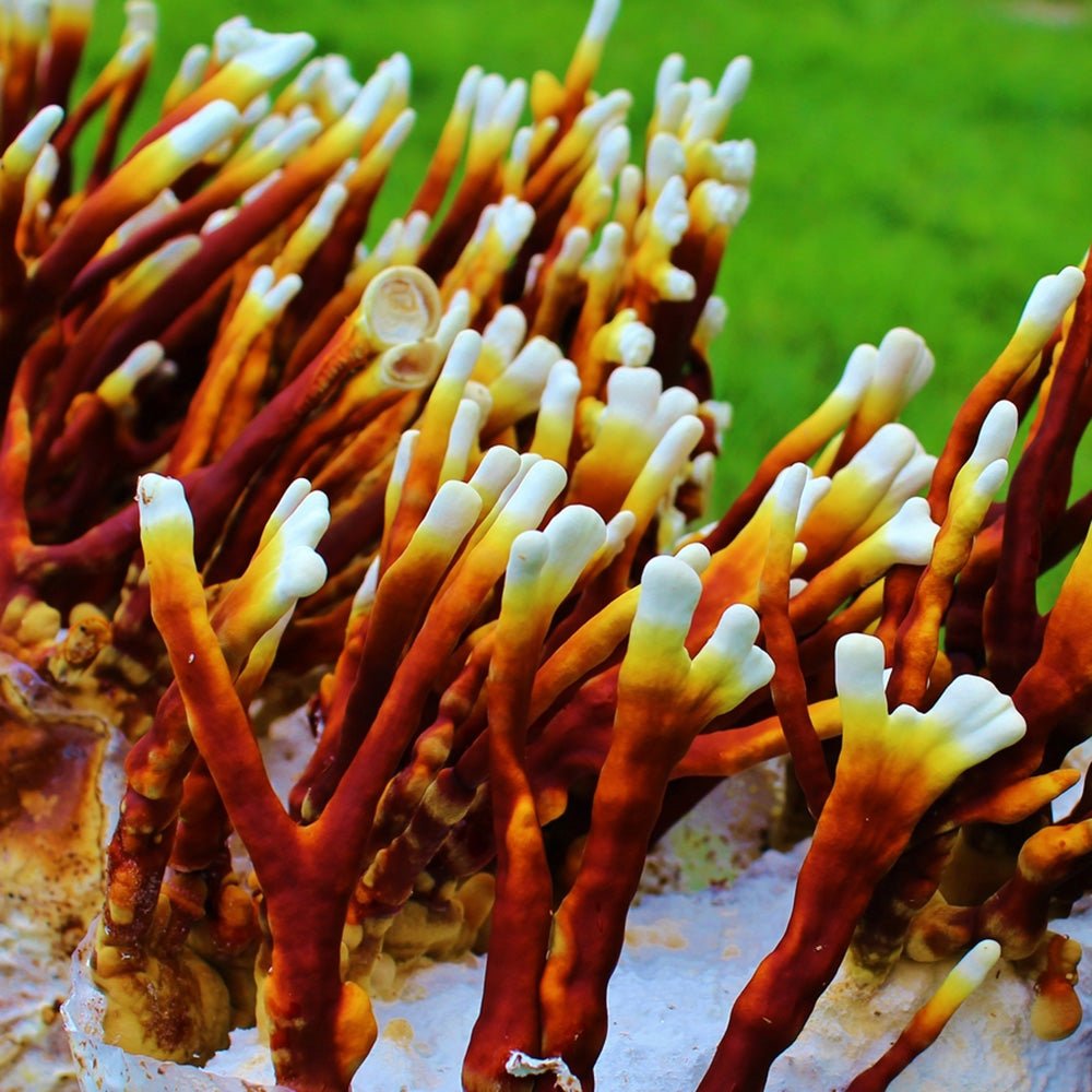 antler rieshi mushroom liquid culture syringe