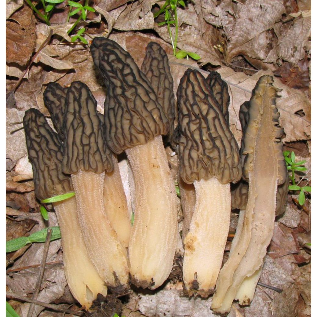 black morel mushroom