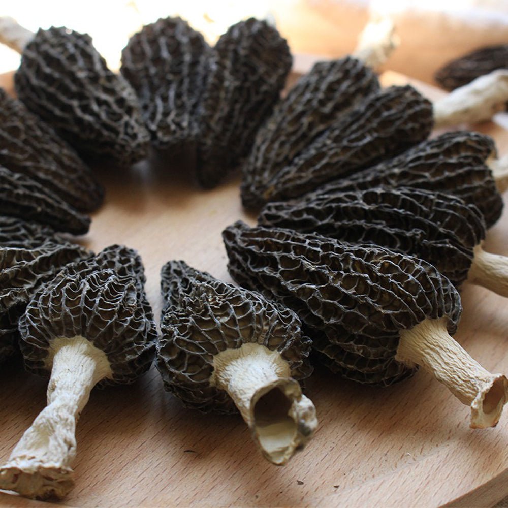 black morel mushroom liquid culture syringe