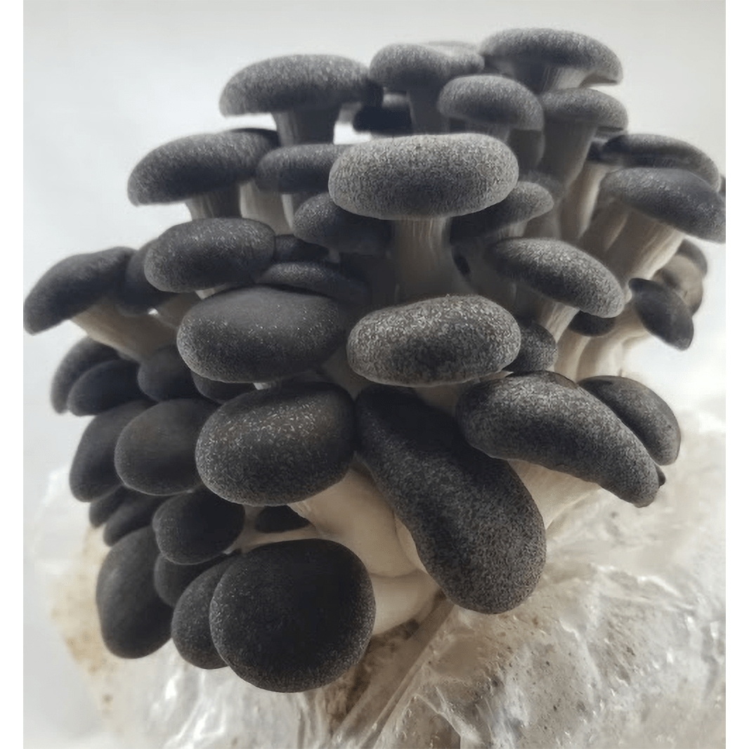 Black Pearl King Oyster Mushroom Grain Spawn (1 pound) – Liquid Fungi