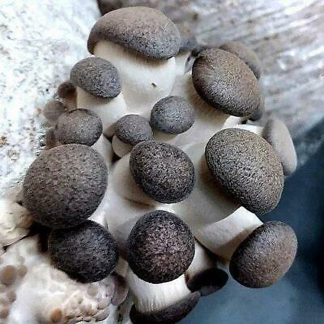 black pearl king oyster mushroom syringe