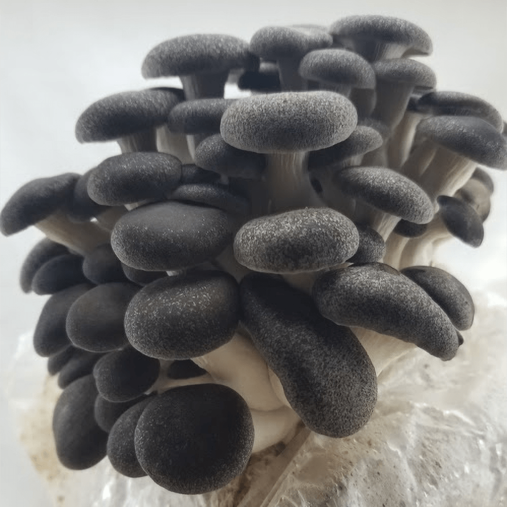 black pearl liquid mushroom fruit