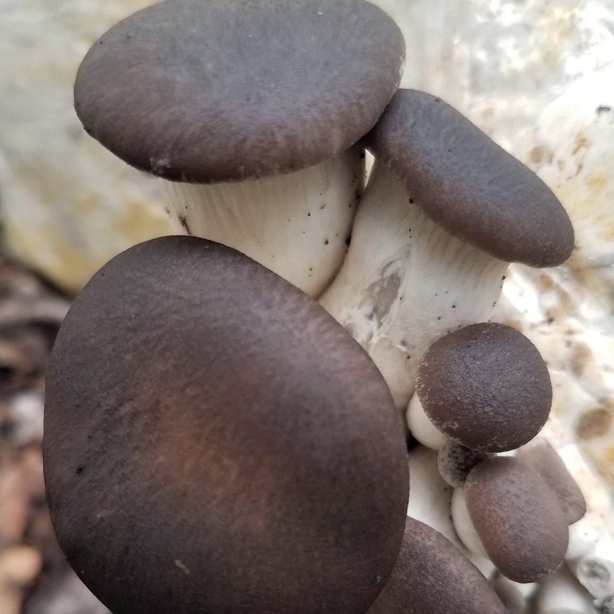 black pearl oyster mushroom grain spawn