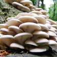Branching Oyster Mushroom liquid culture