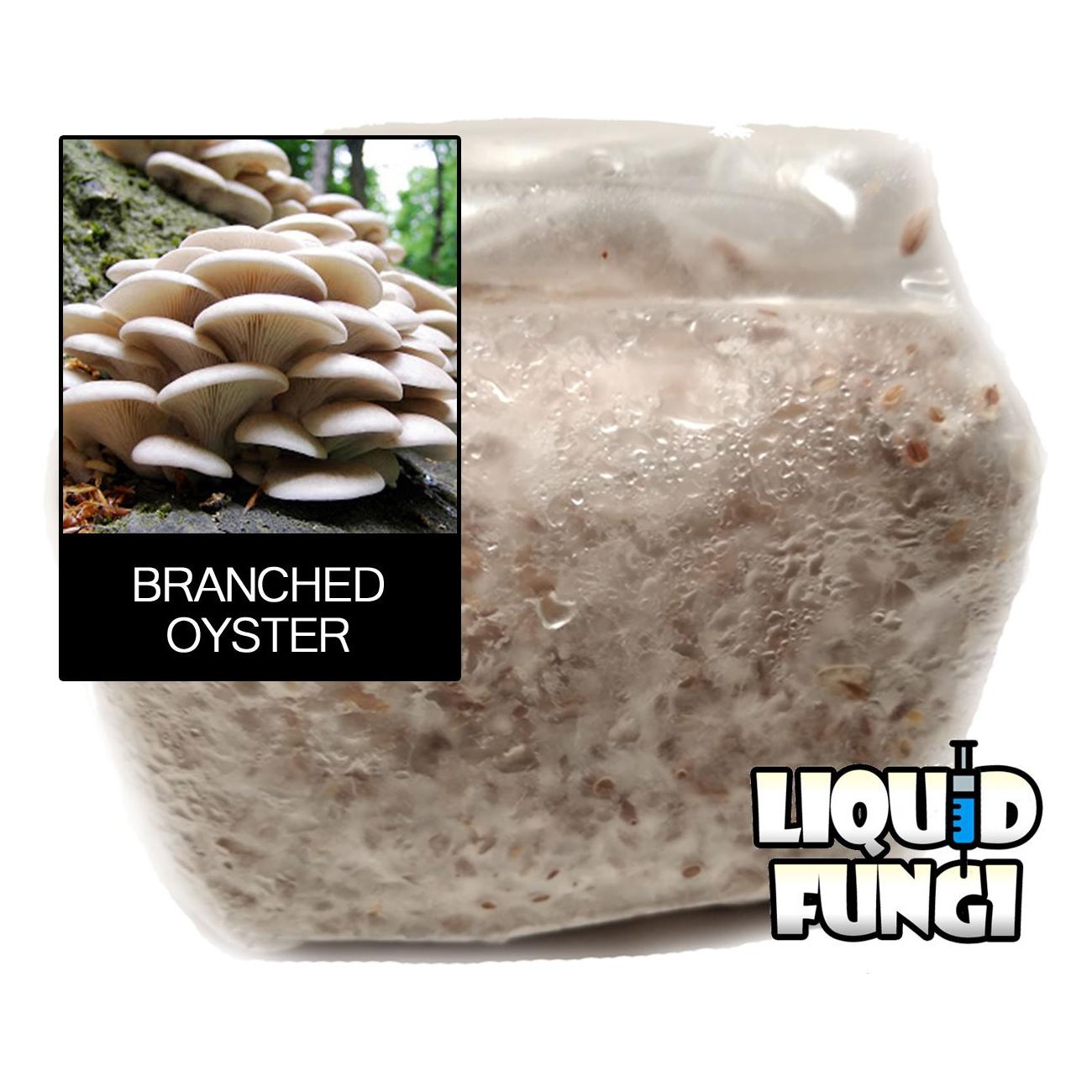 Branching Oyster Grain Spawn