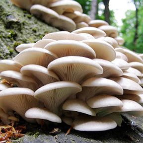branching oyster mushroom grain spawn bag