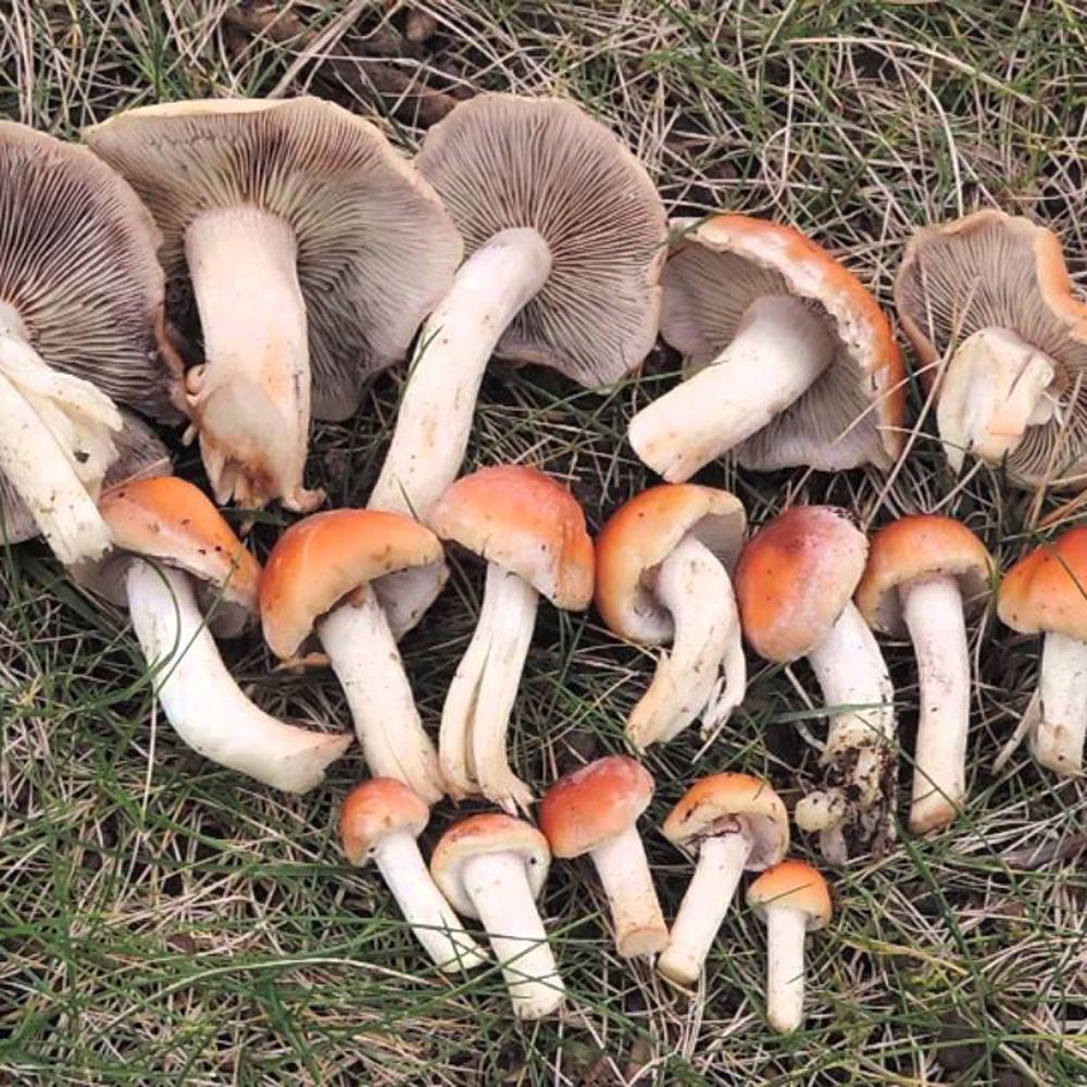 brick cap mushroom culture 