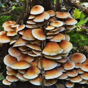 brick cap top mushroom liquid culture syringe
