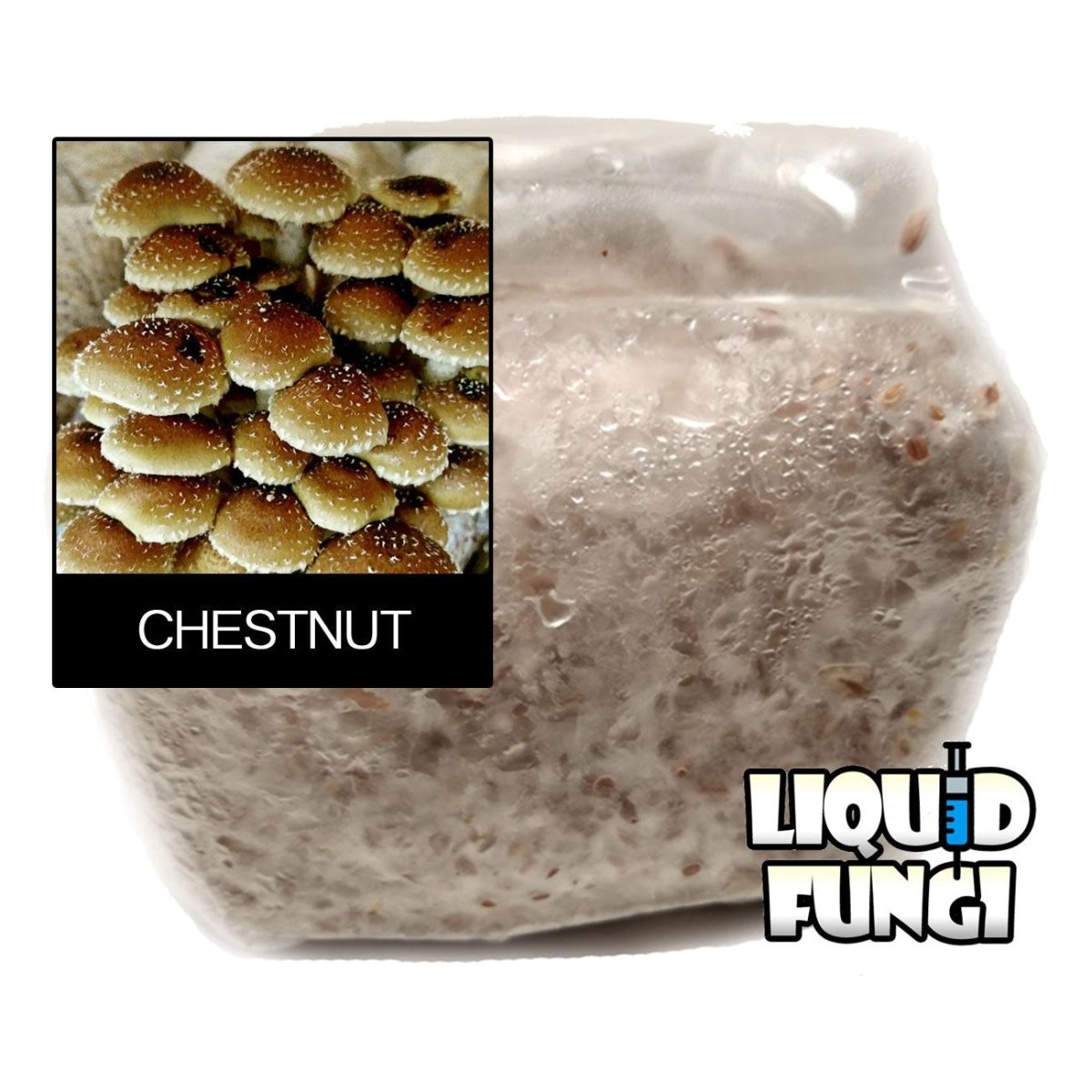 chestnut mushroom grain spawn 