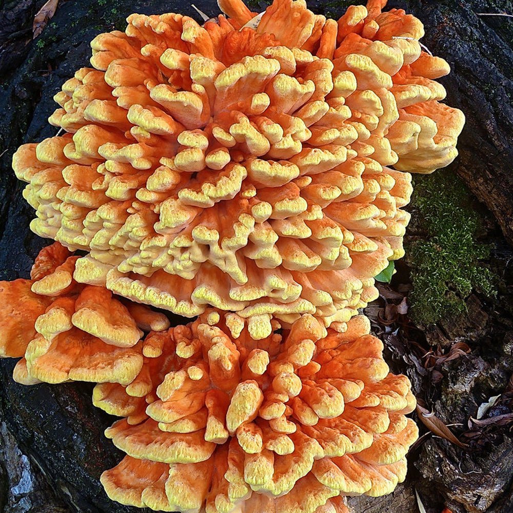 chicken of the woods mushroom culture