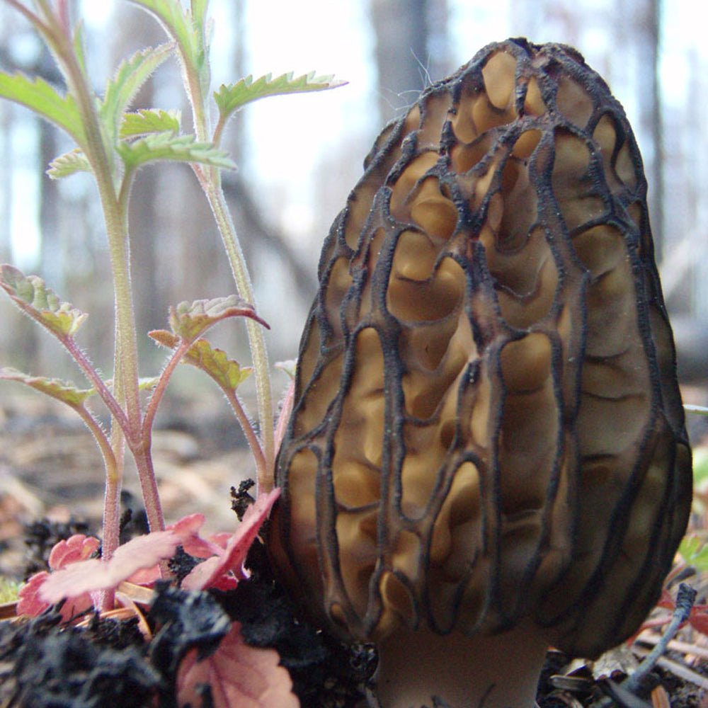 Morchella elata close up black morel mushroom culture