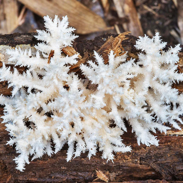 coral tooth mushroom culture syringe
