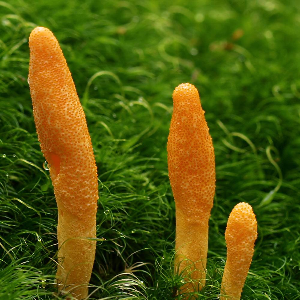 cordyceps militaris mushroom culture