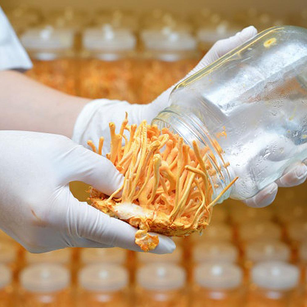 cordyceps militaris mushroom culture syringe