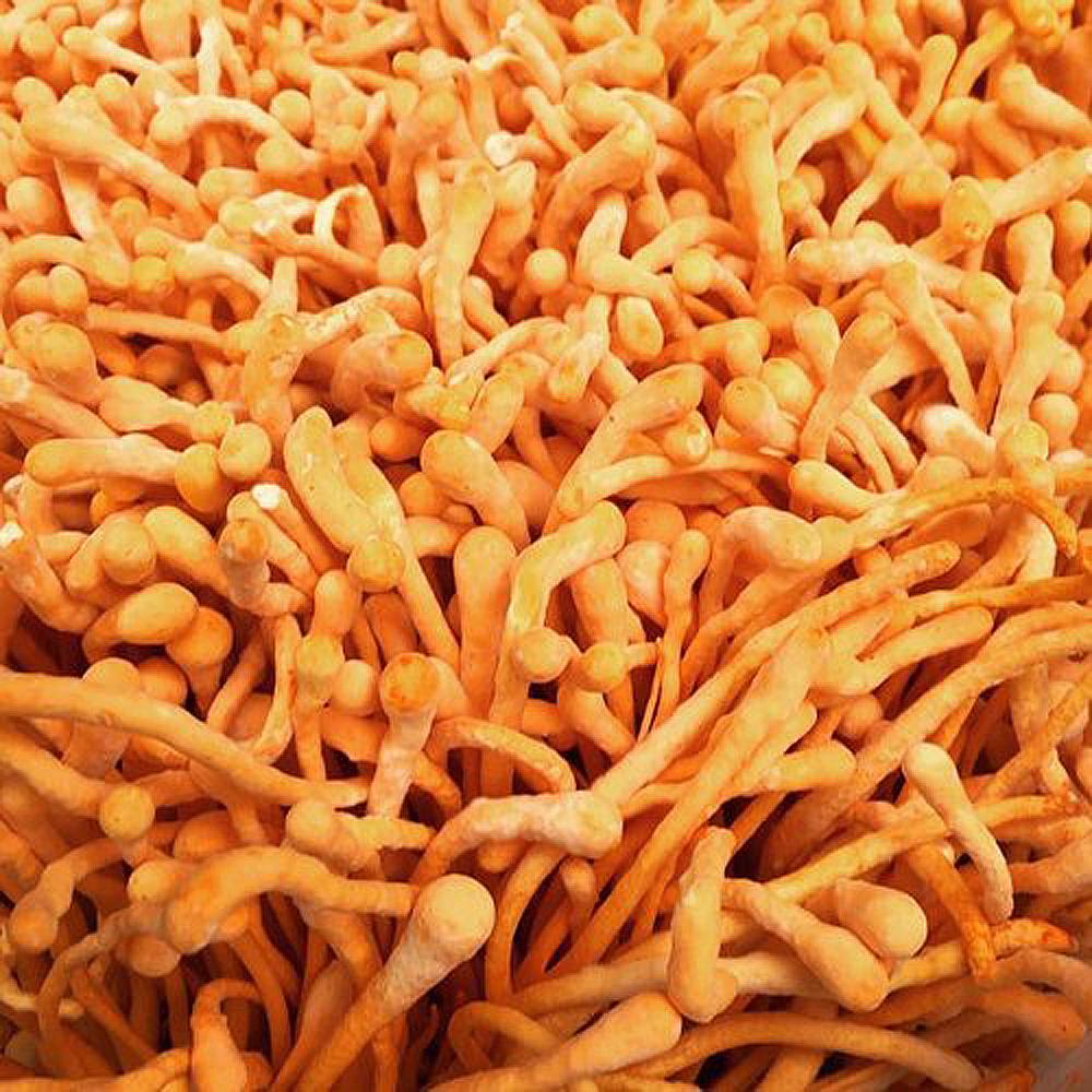 cordyceps mushroom culture syringe