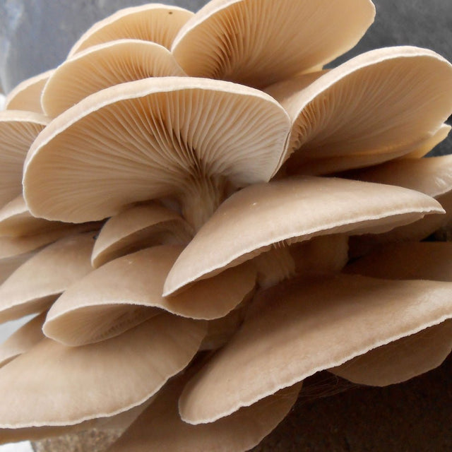 elm oyster mushroom liquid culture syringe