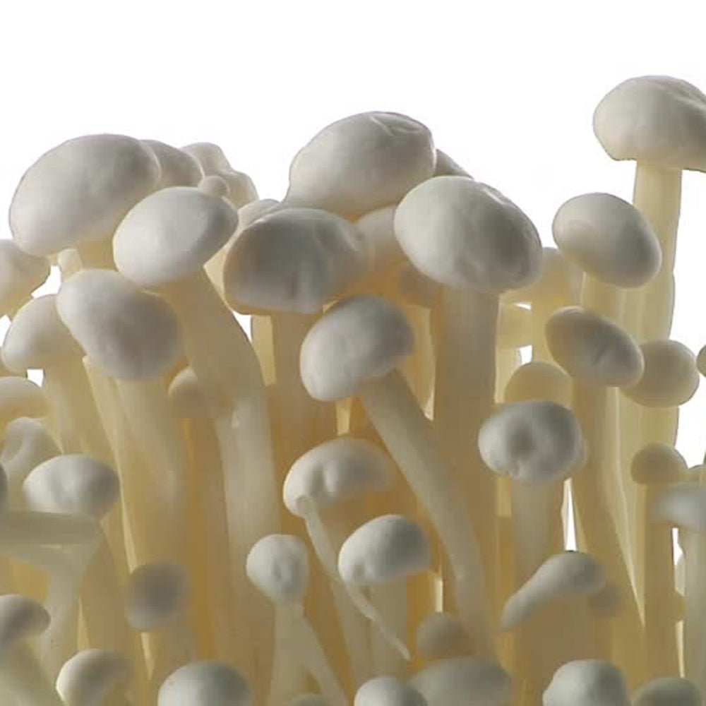 enoki enokitake mushroom liquid culture syringe