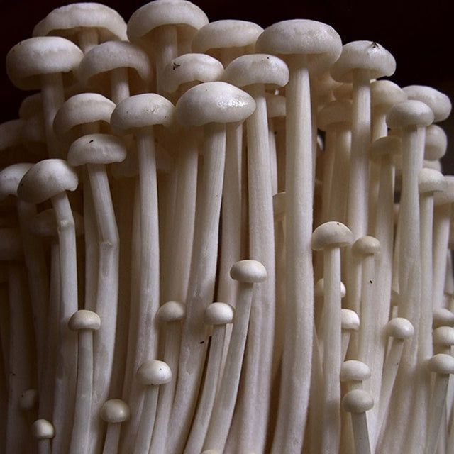 enoki mushrooms growing in dim light