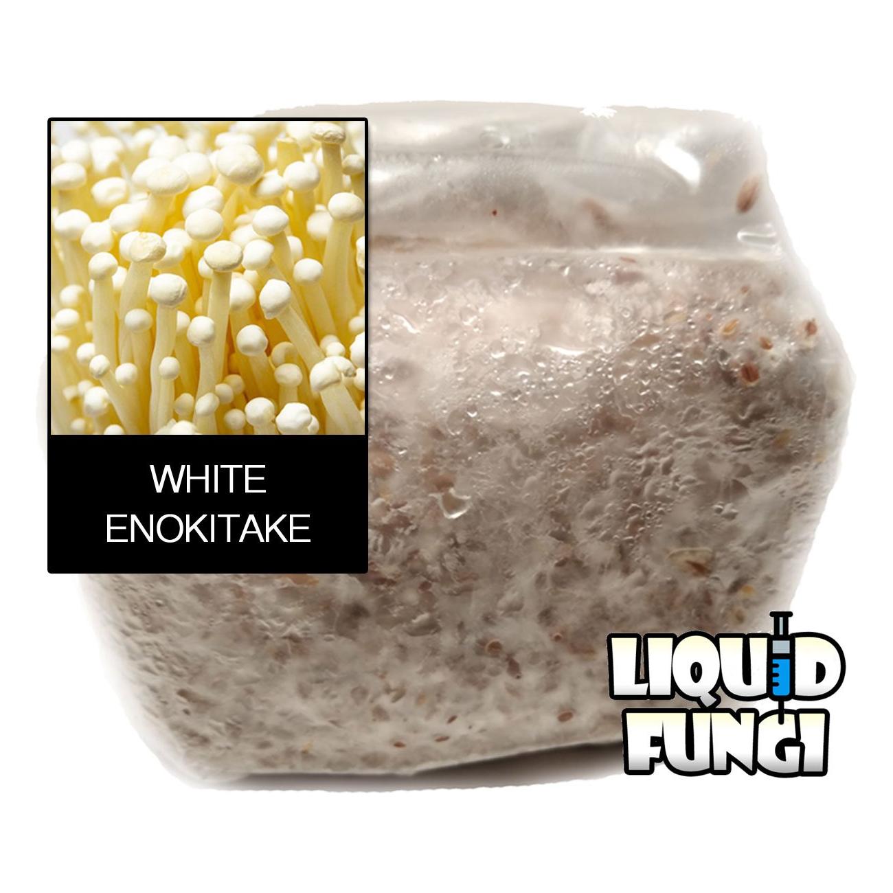 enokitake mushroom grain bag