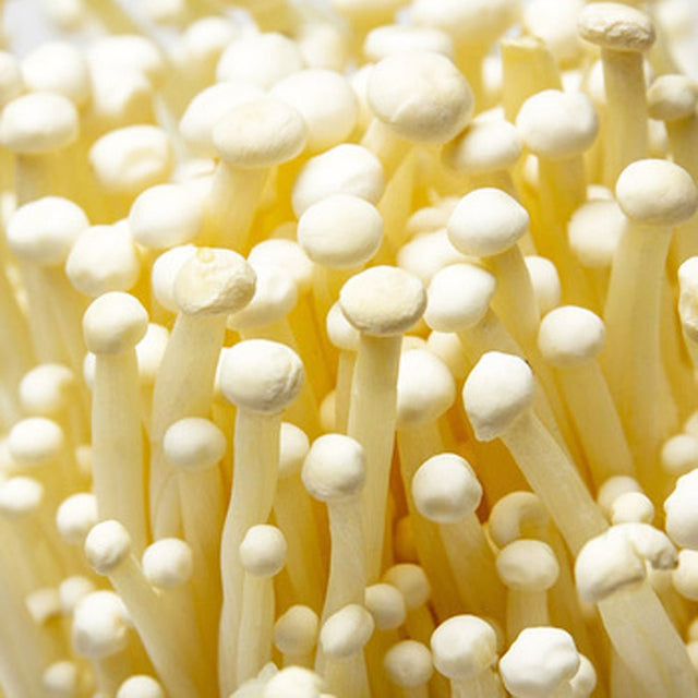 enokitake mushroom grain spawn 
