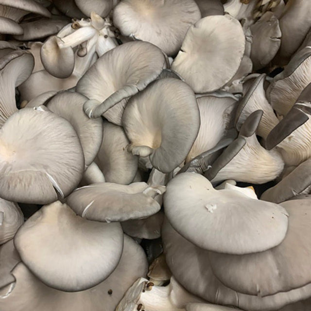 florida oyster mushroom liquid culture 
