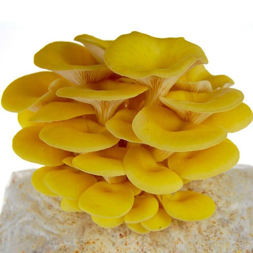 Yellow Oyster Mushroom from Grain to Spawn