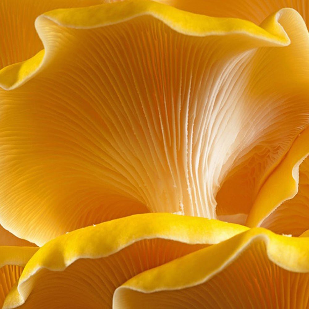 golden oyster mushroom Pleurotus citrinopileatus close up