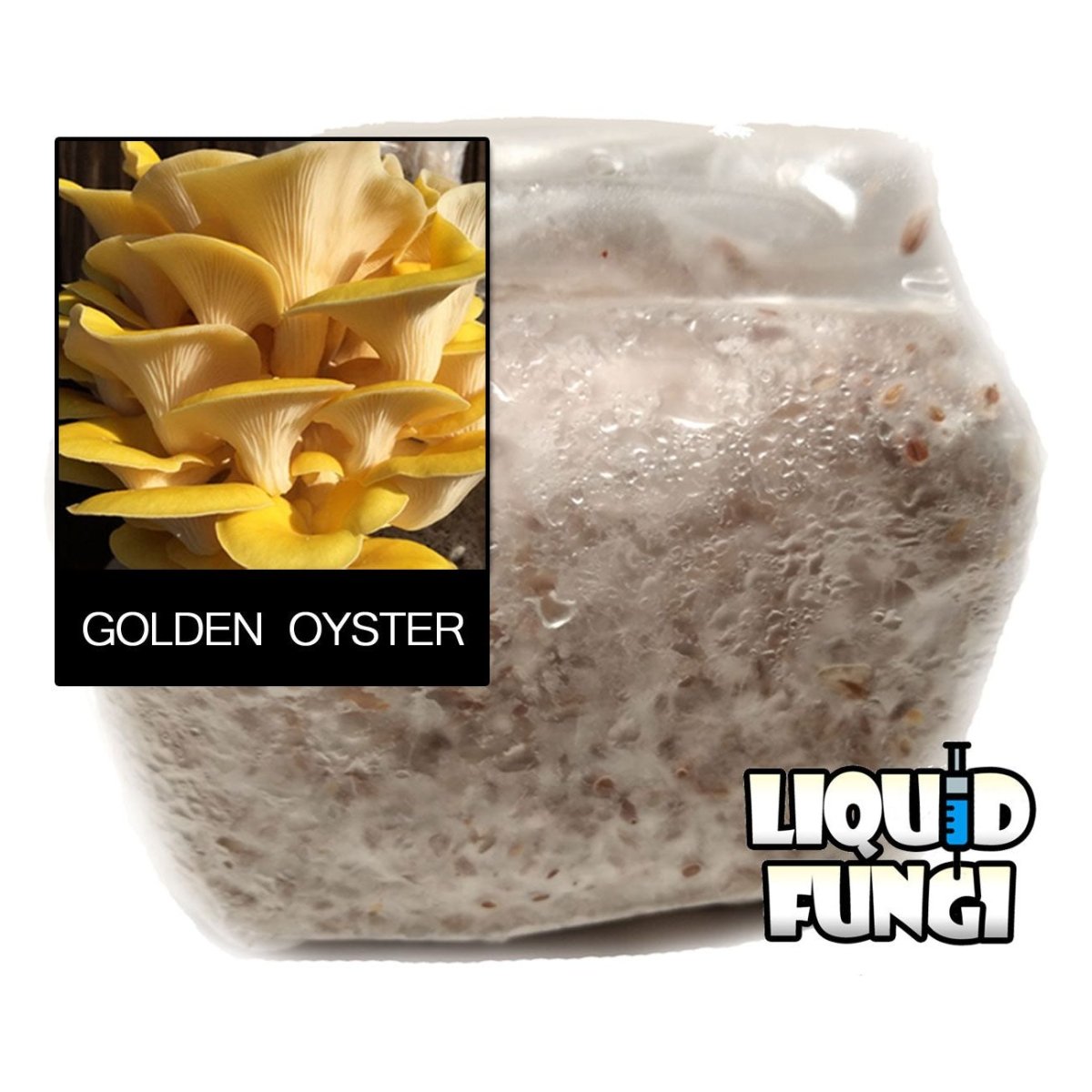 golden yellow oyster grain spawn