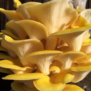 Yellow Golden Oyster Mushrooms